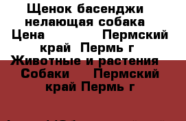 Щенок басенджи - нелающая собака › Цена ­ 50 000 - Пермский край, Пермь г. Животные и растения » Собаки   . Пермский край,Пермь г.